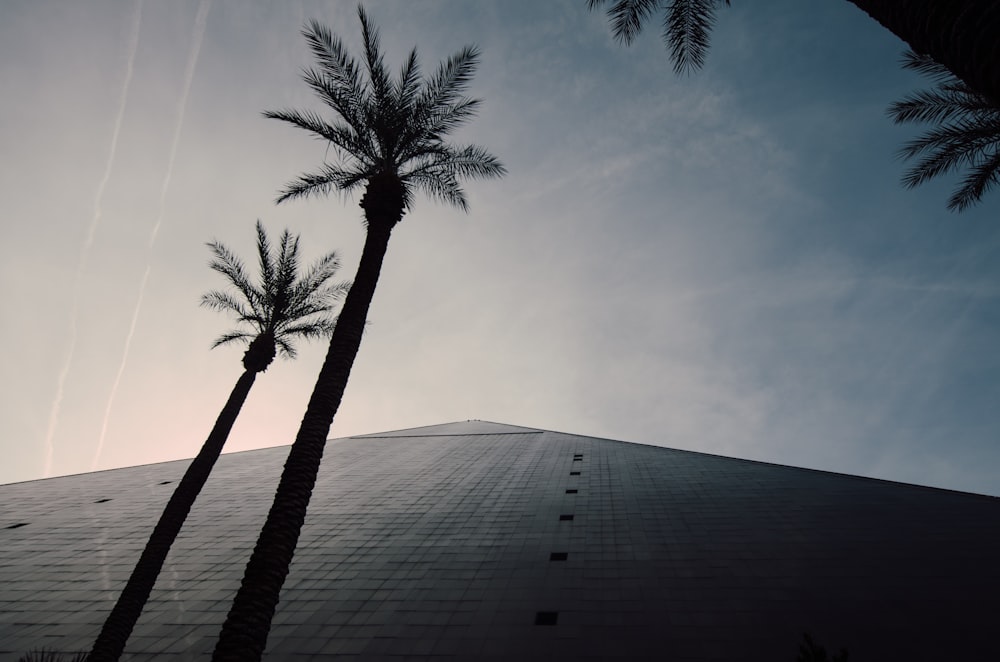 silhouette of palm trees