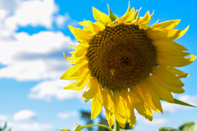 Bees busily working on a vibrant yellow sunflower under a clear blue sky.