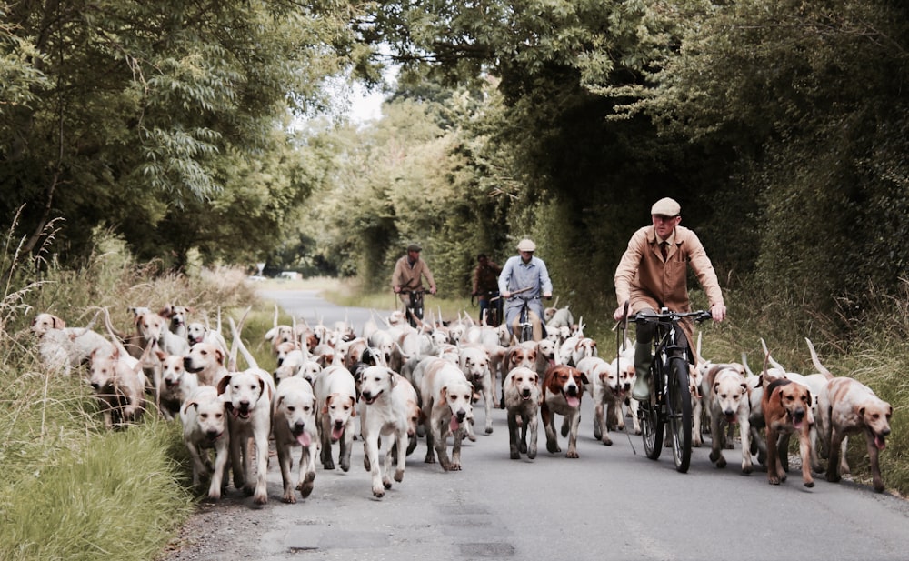 three man riding on bicycles together with litter of short-coated dogs