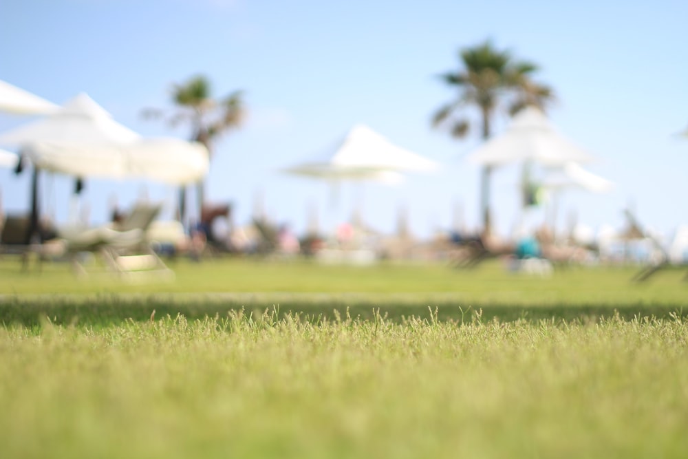 shallow focus photography of green grass