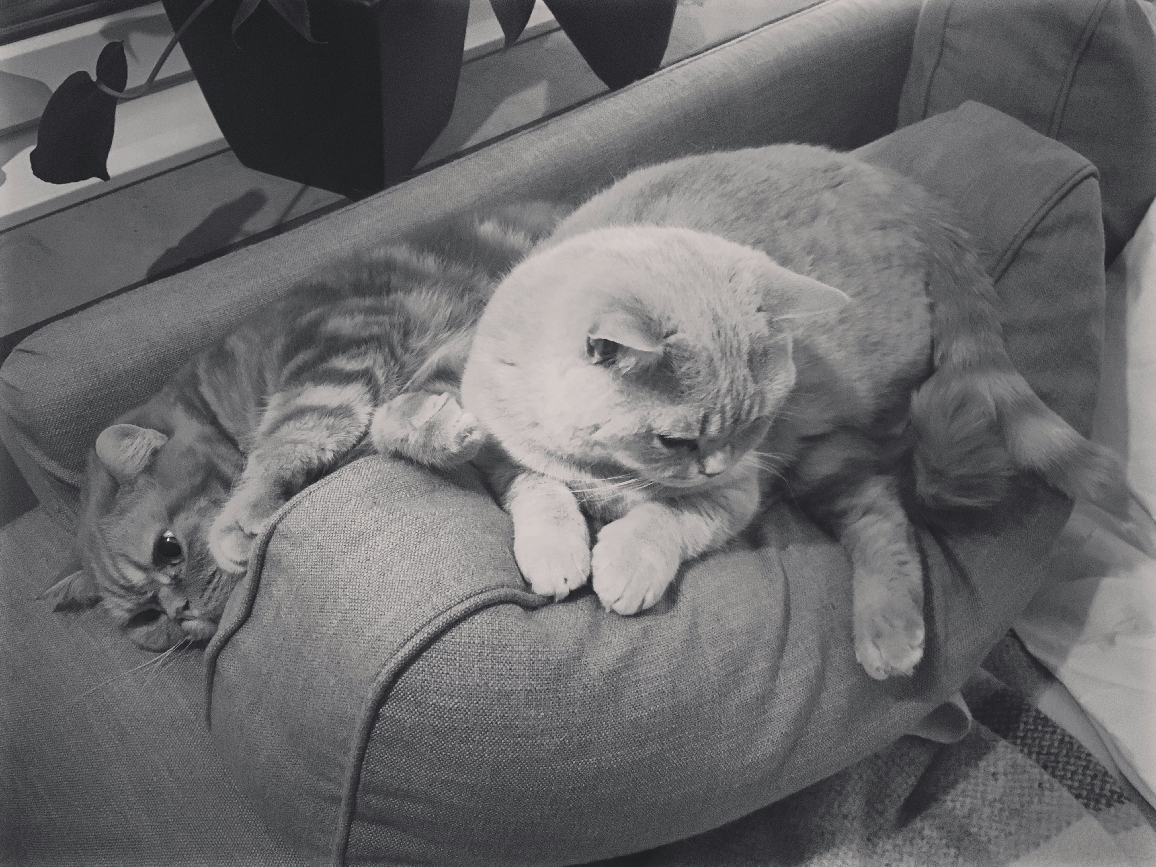 Free Unsplash photo from Karin Martinsson