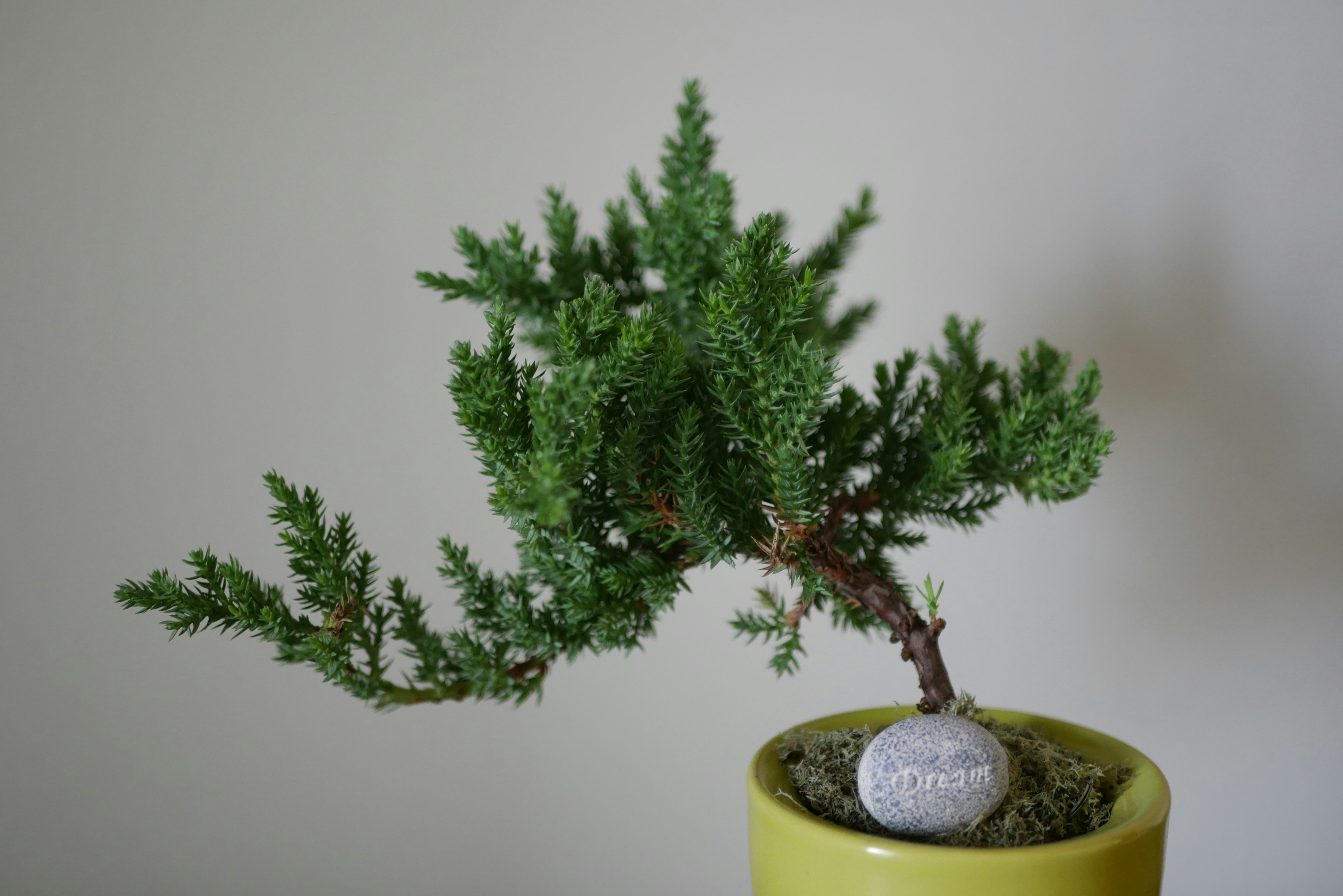 Free Unsplash photo from Cody Lane