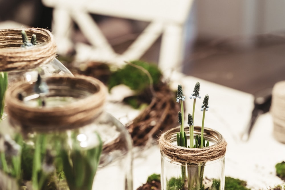 close-up photography of green plant on clear glass pot