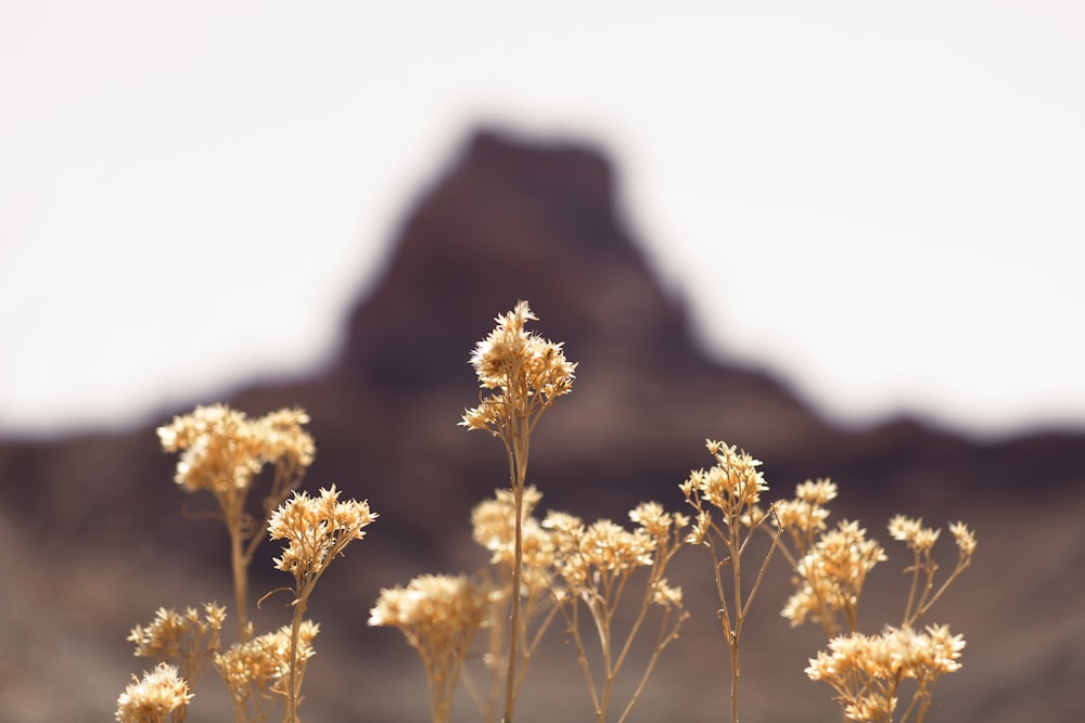 yellow flower in front of brown mountain during daytime