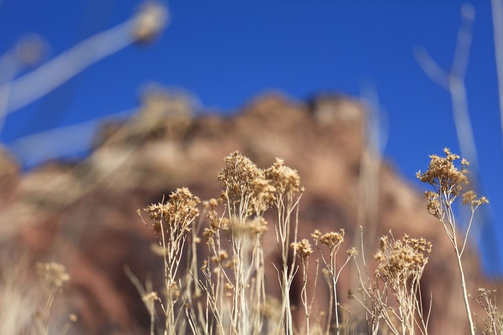 brown grass under blue sky during daytime