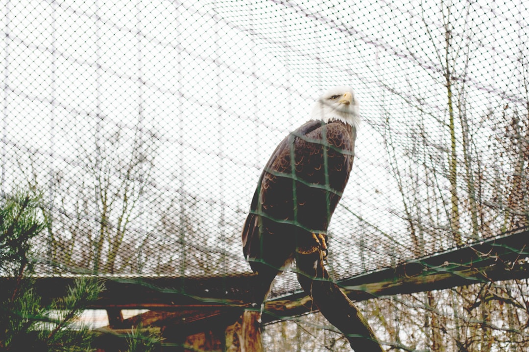 bald eagle on log