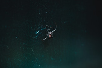 black spider on web