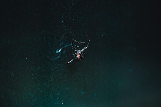 black spider on web