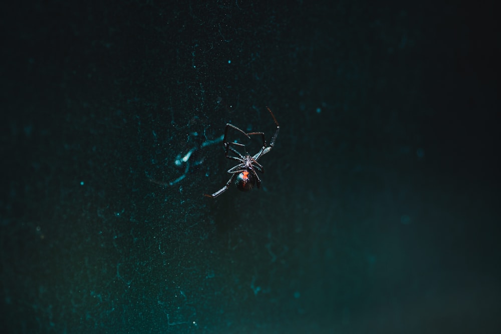 Schwarze Spinne im Netz