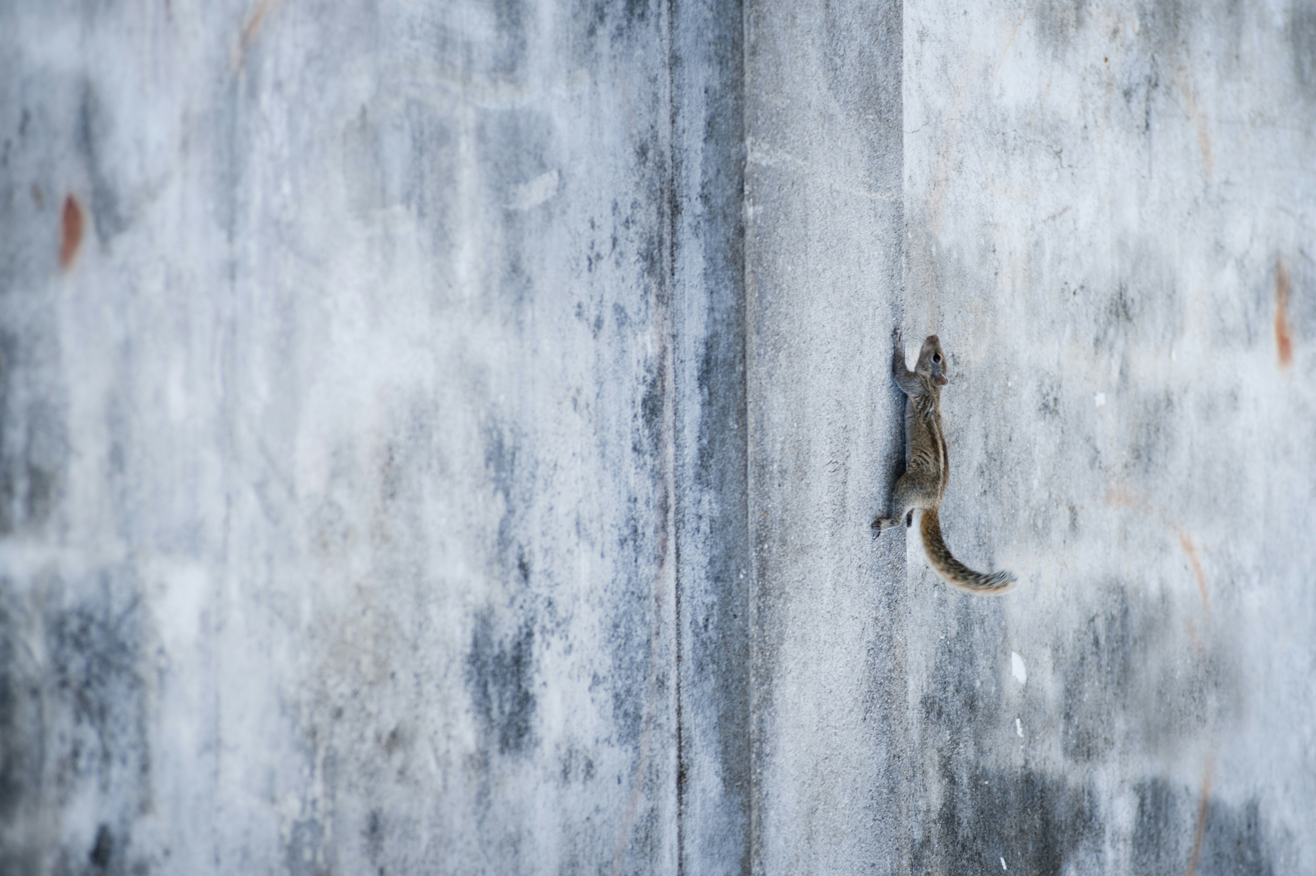 Free Unsplash photo from Alexandr Podvalny