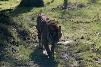 A majestic tiger walks through a sun-dappled forest floor, surrounded by lush green grass and trees. The sunlight creates a patterned effect on the tiger's fur, highlighting its striking stripes and formidable presence.