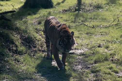 A majestic tiger walks through a sun-dappled forest floor, surrounded by lush green grass and trees. The sunlight creates a patterned effect on the tiger's fur, highlighting its striking stripes and formidable presence.