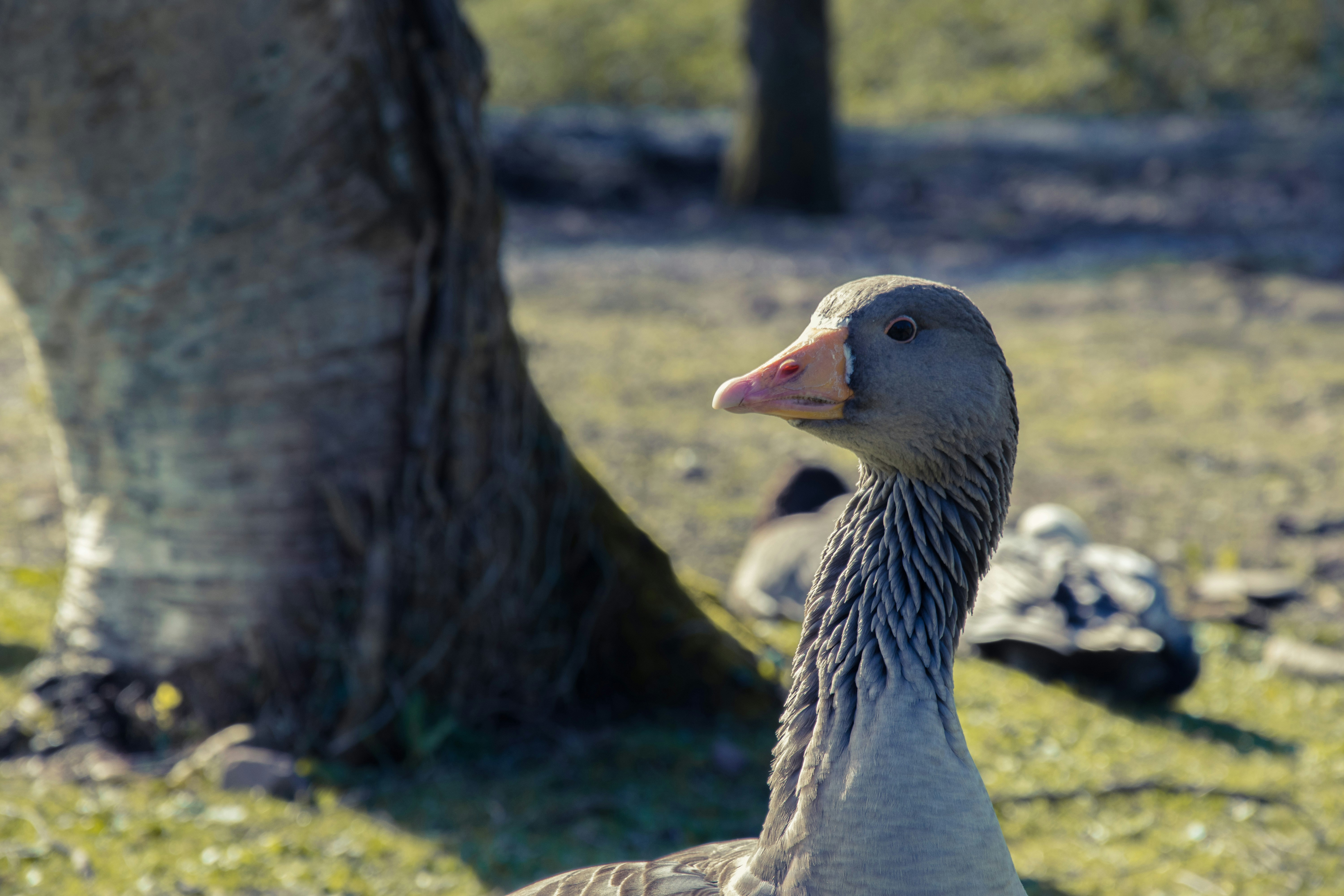 Free Unsplash photo from Job Savelsberg