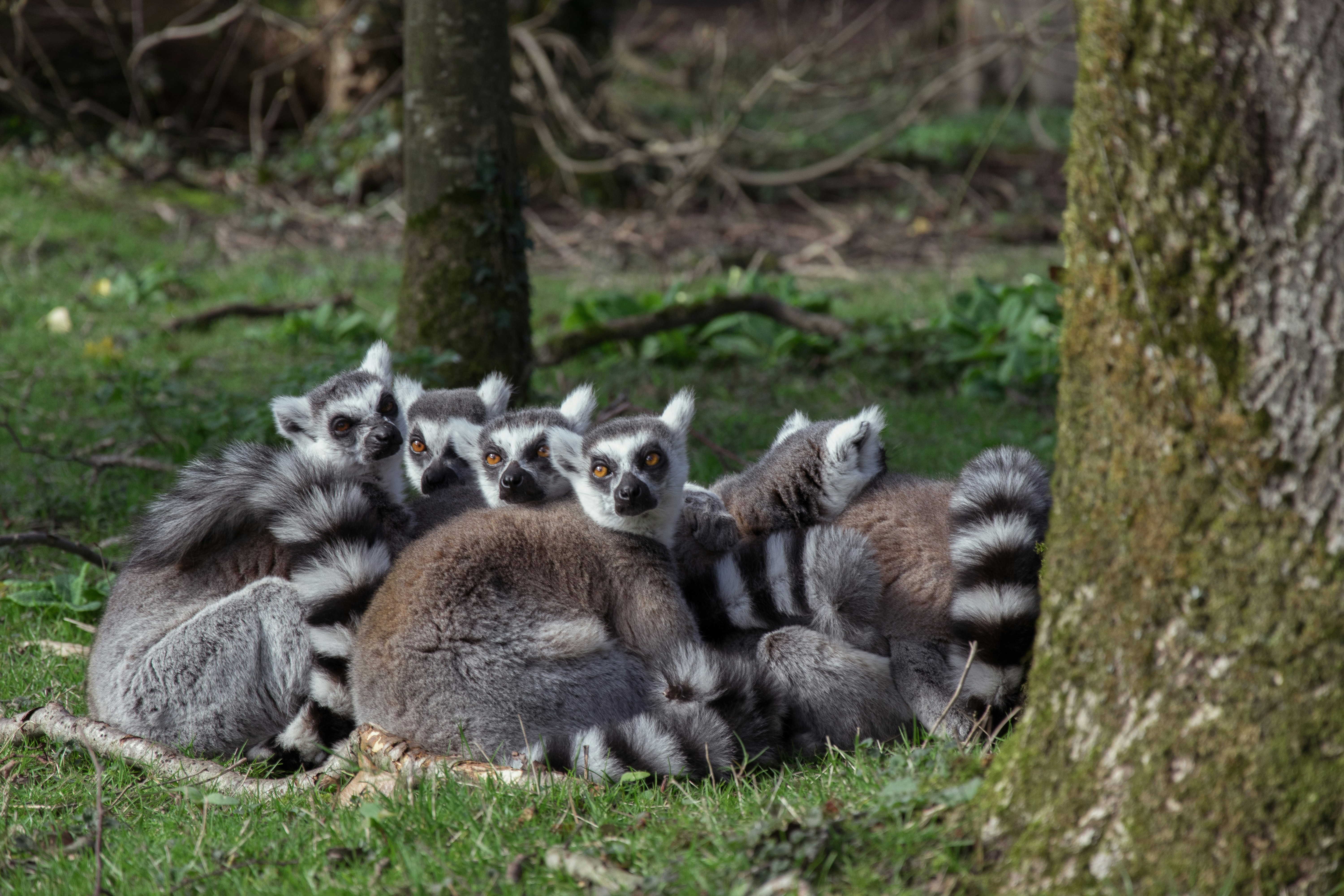 Free Unsplash photo from Job Savelsberg