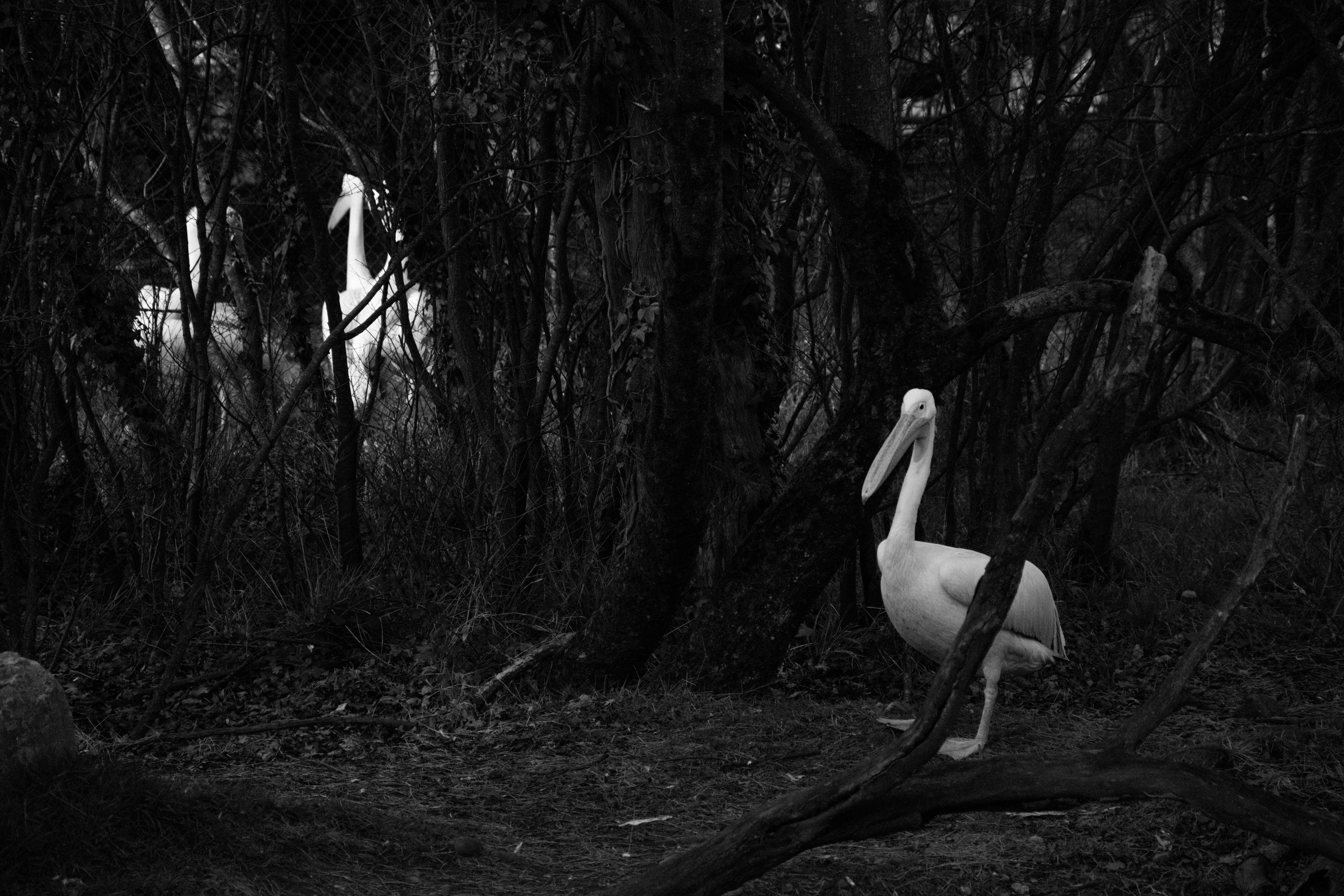 Free Unsplash photo from Job Savelsberg