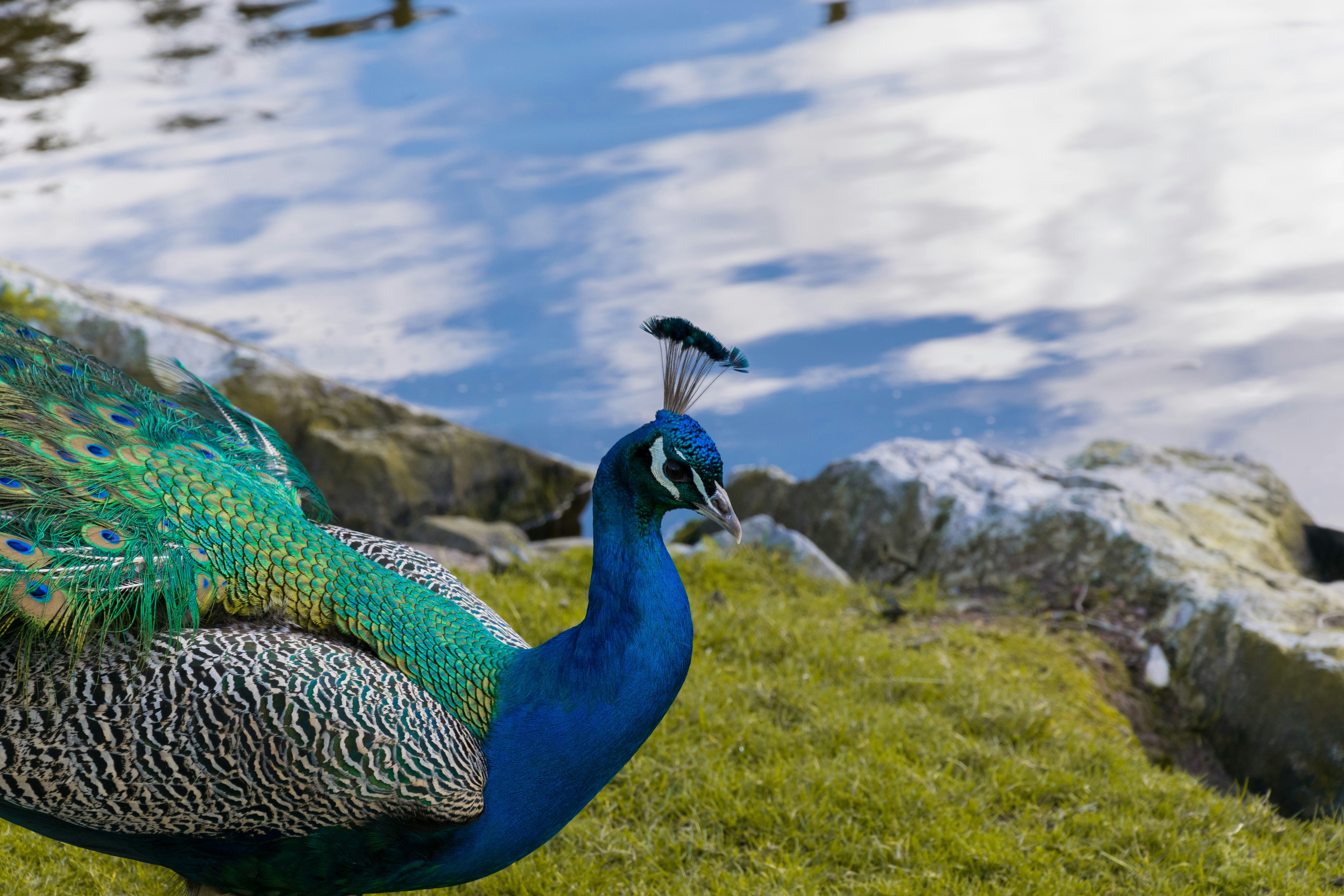 Free Unsplash photo from Job Savelsberg