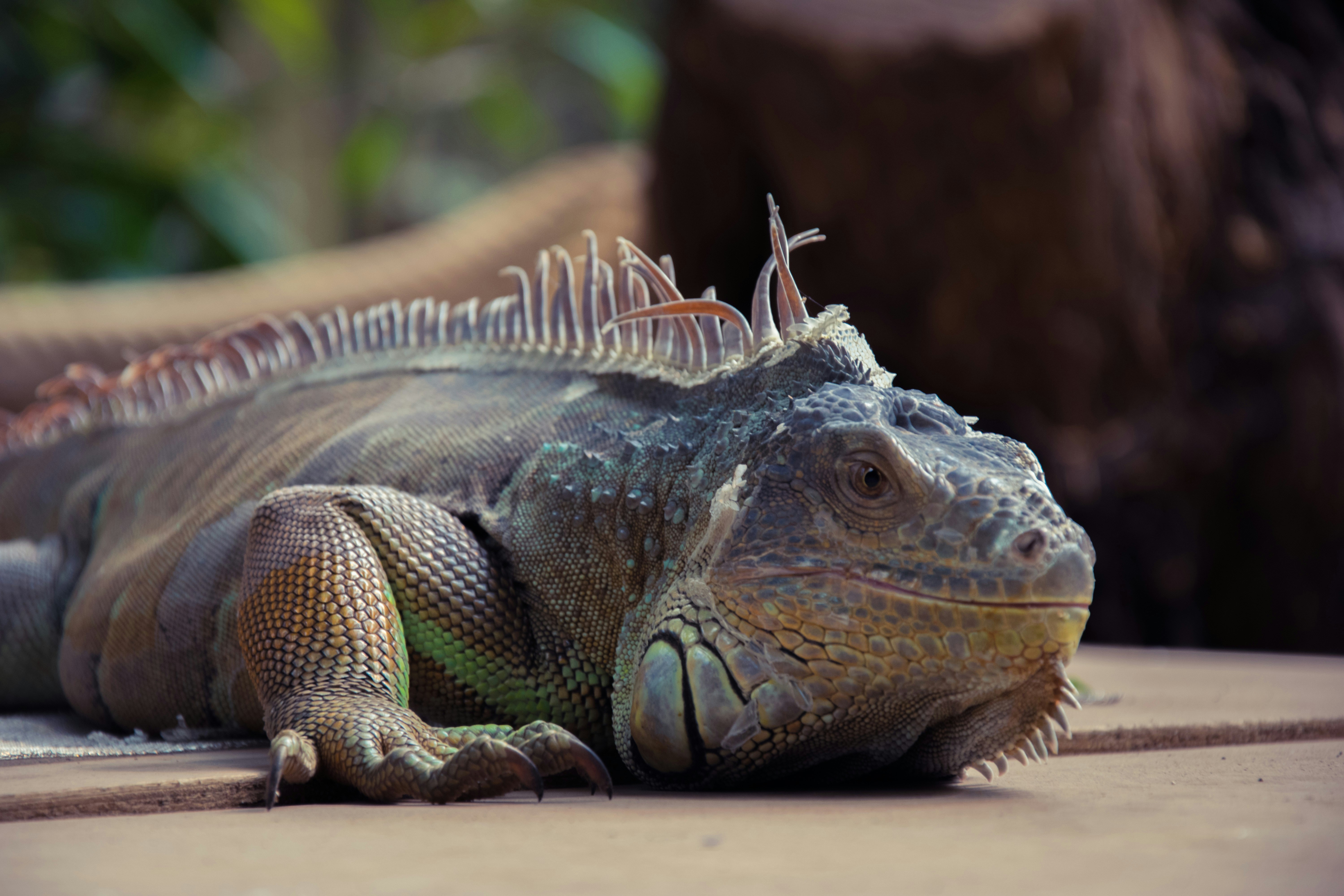 Free Unsplash photo from Job Savelsberg