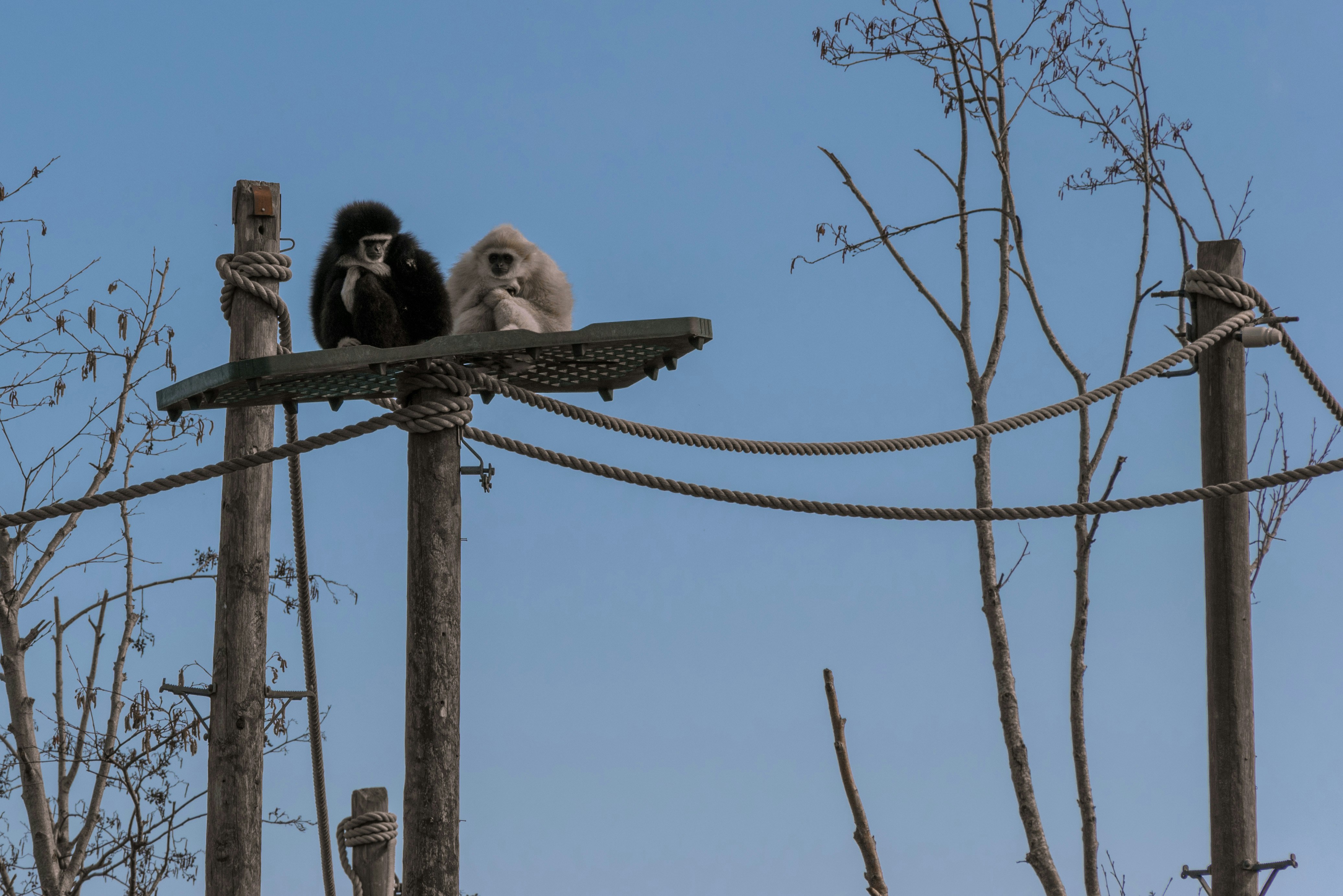 Free Unsplash photo from Job Savelsberg