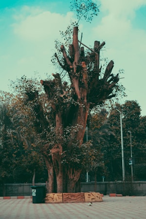 A large tree stands prominently in an open, paved area with its thick trunk and branches showing signs of trimming. Sparse leaves are present on the upper branches, surrounded by a few smaller trees and greenery in the background. Nearby, a trash bin is placed on the ground, which is lined with decorative barriers.