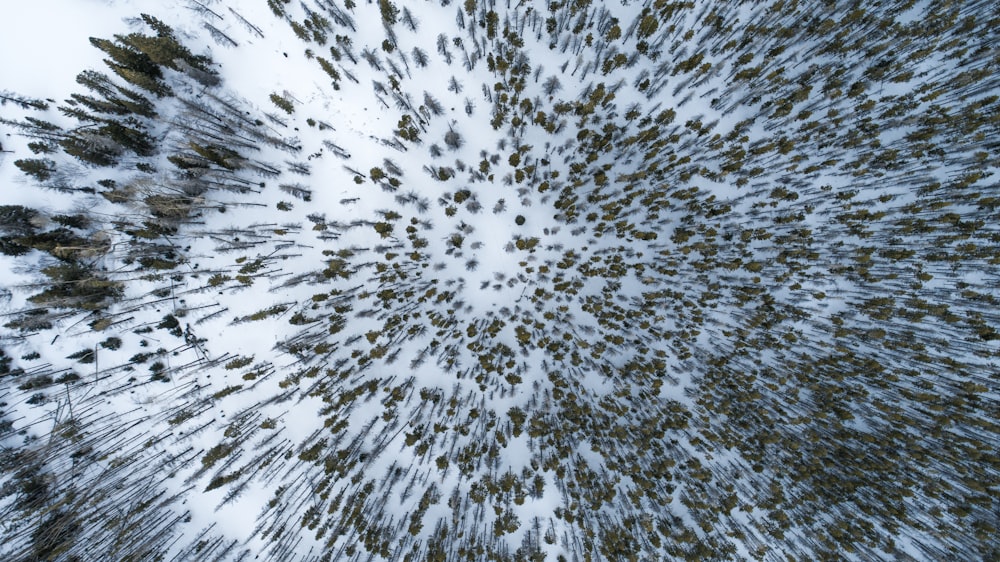 aerial photography of tall trees