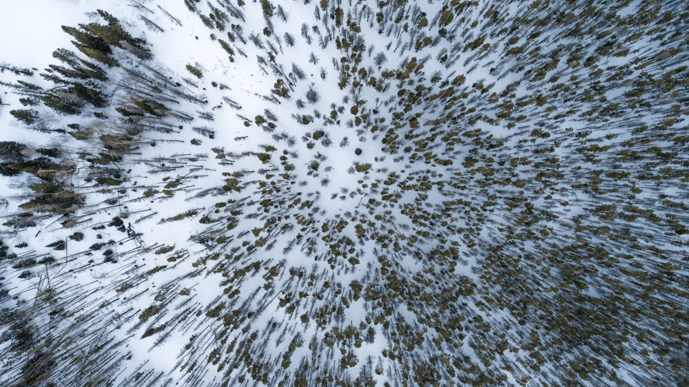 Photographie aérienne de grands arbres