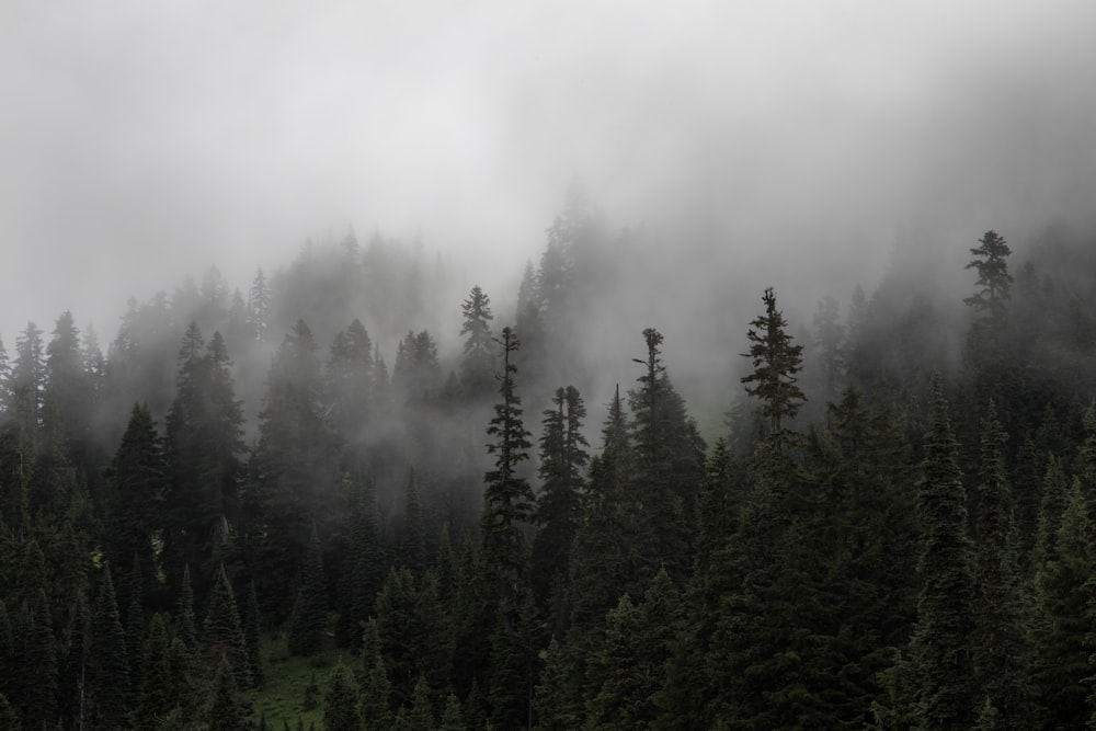 Forêt avec brouillard