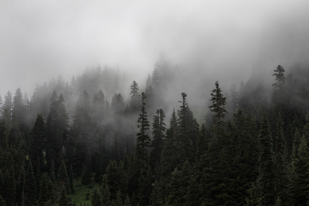 forest with fog