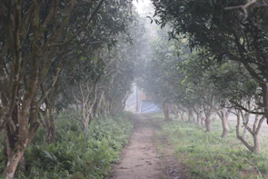 A winding path through verdant orchard rows with morning light filtering through.