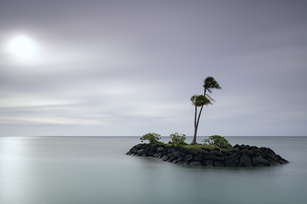 albero di cocco verde sull'isola durante il giorno