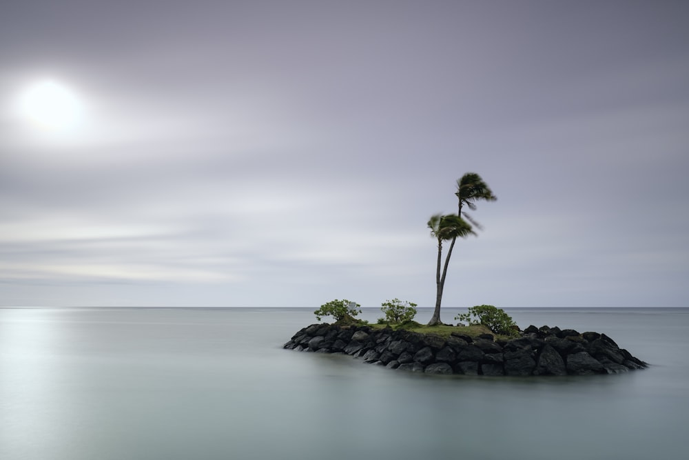 green coconut tree on island at daytime