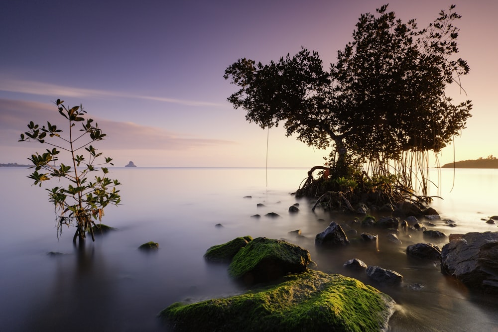 green trees near body of water during daytime