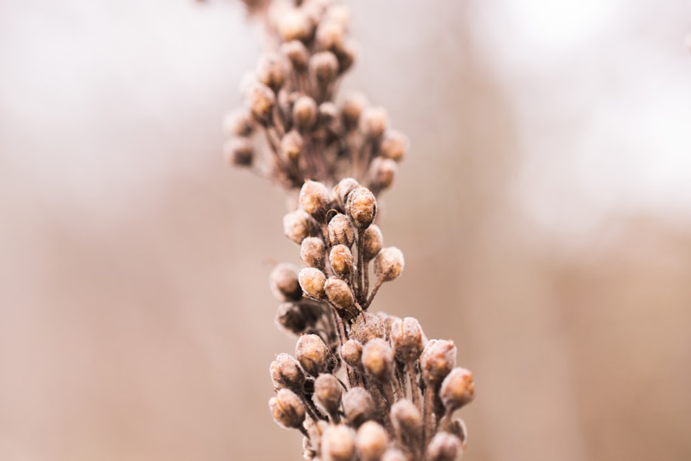 a close up of a plant with small flowers