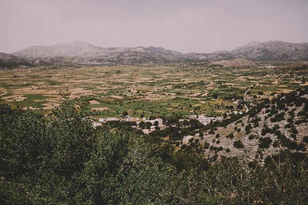 árboles de hojas verdes