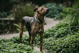A stylish dog with a perfectly fitted vest, standing proudly in a garden.