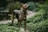 A proud owner standing beside a poised Dutch Shepherd in a sunlit estate garden.