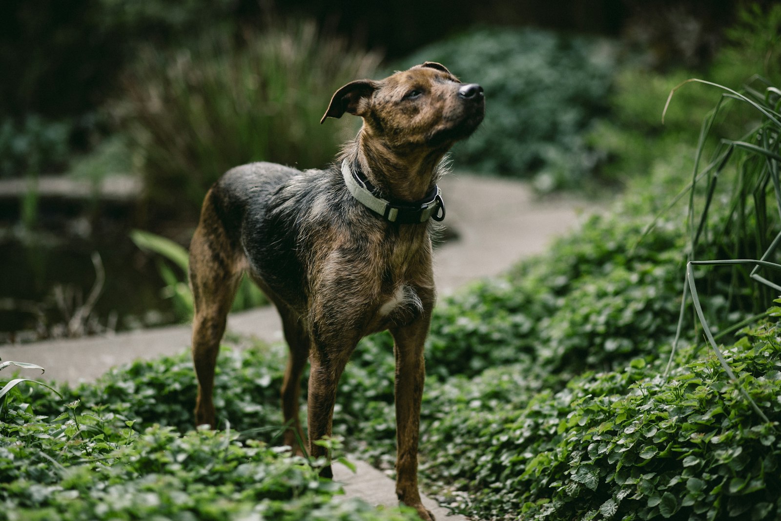 Canon EOS 5D Mark II + Canon EF 85mm F1.8 USM sample photo. Brown and black dog photography
