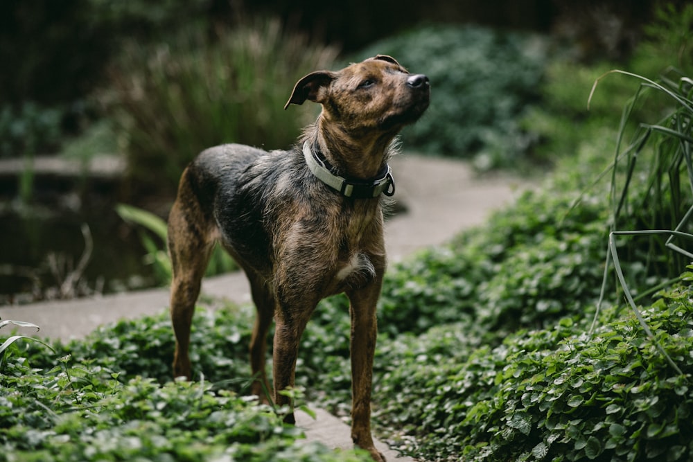 brown and black dog standing on grass field