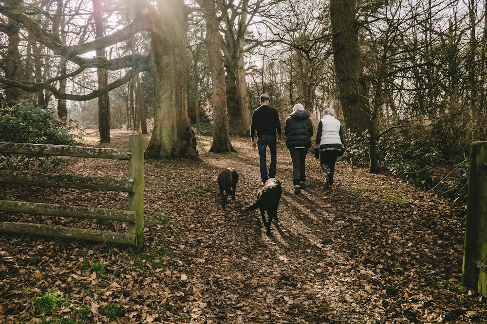 people walking along forest