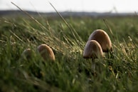 Several mushrooms are growing amidst tall grass in a natural setting. The scene features a close-up view, with warm lighting casting a soft glow on the mushroom caps. The background is slightly blurred, providing a sense of depth and focus on the foreground elements.