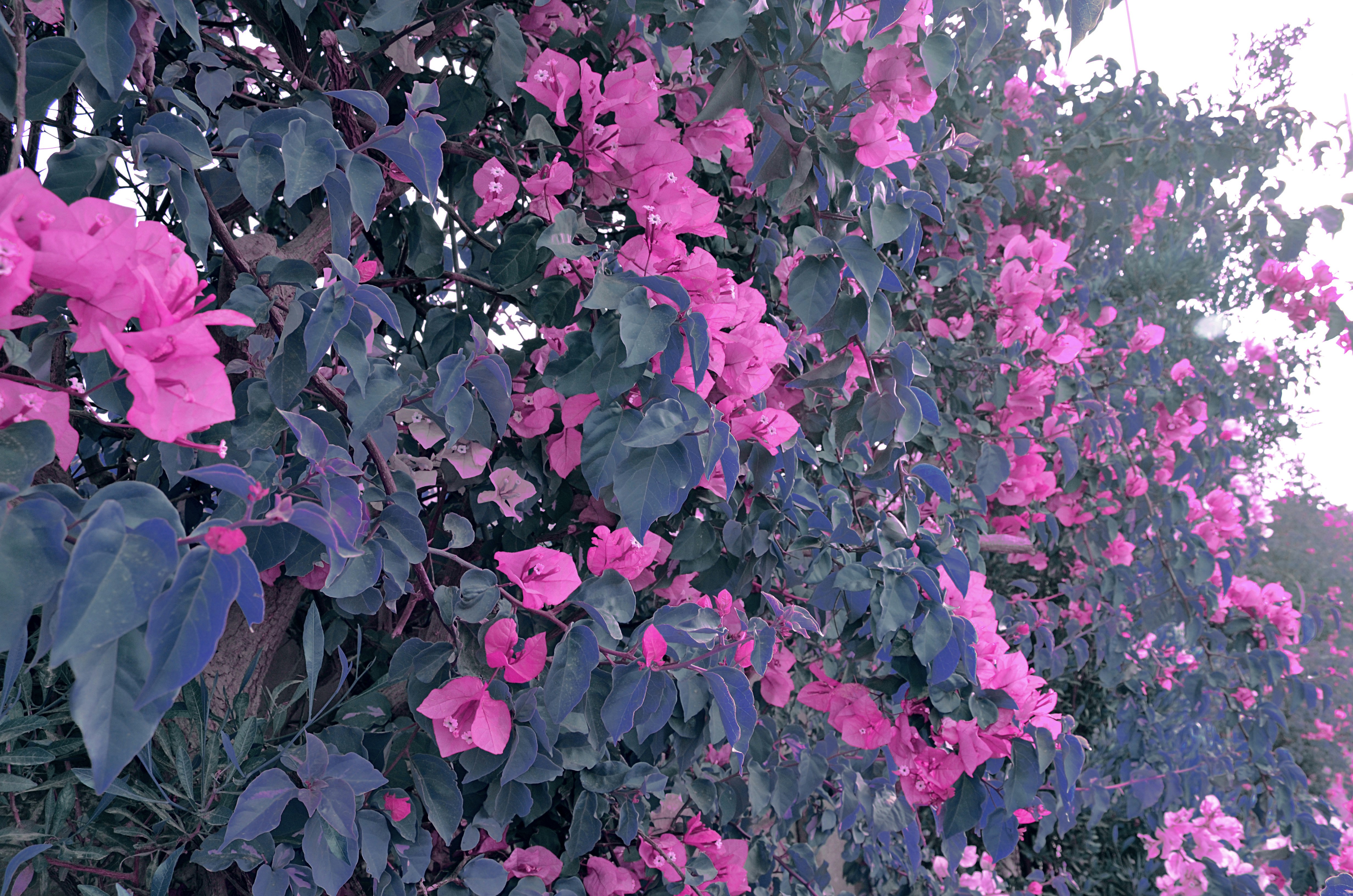 Free Unsplash photo from afnan said