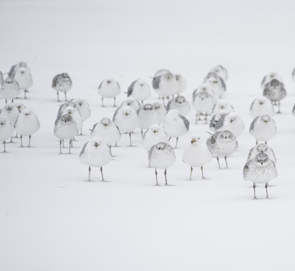 white birds on white flooring