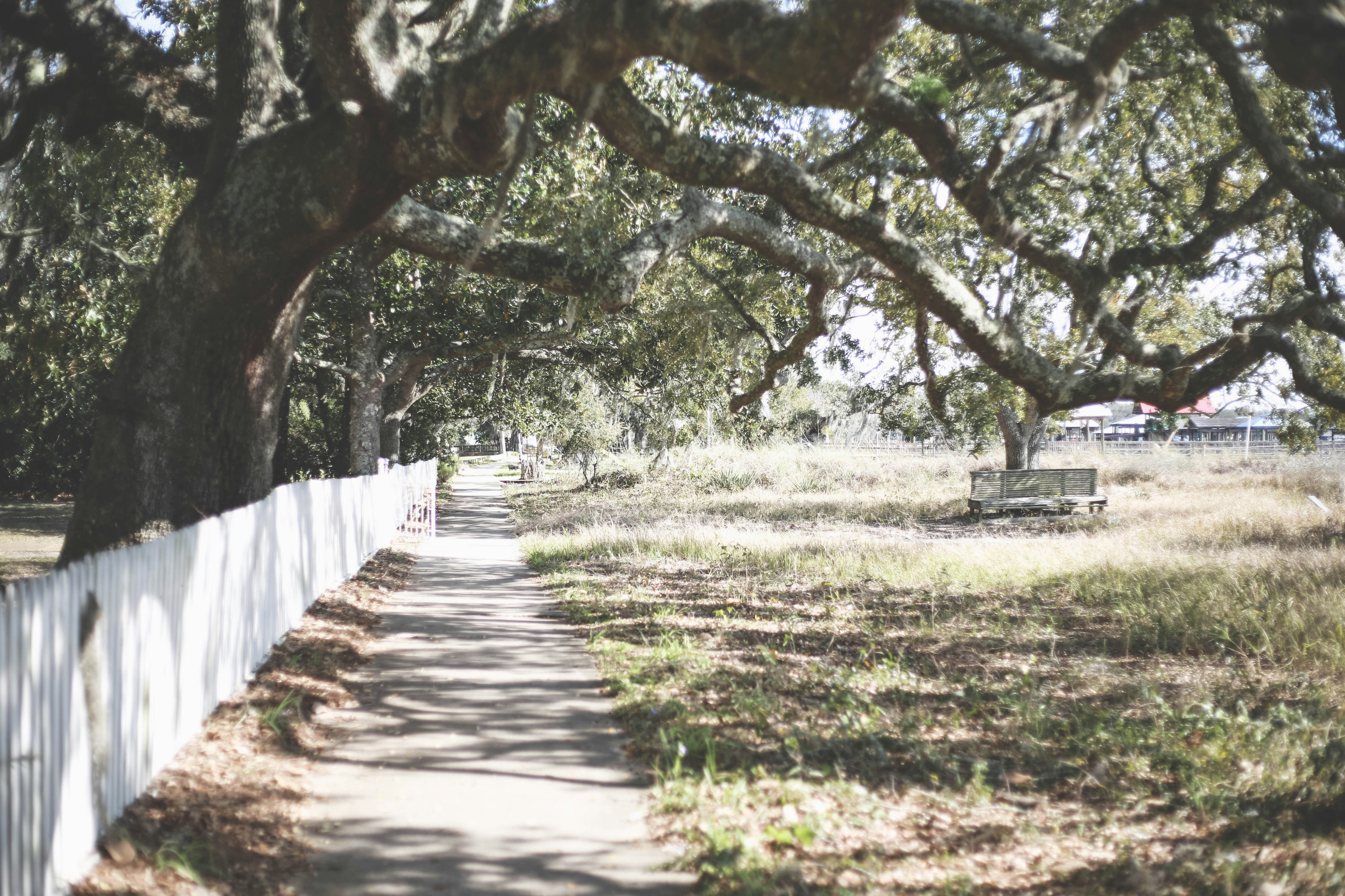 white wooden fence under green leaf tree bough teams background