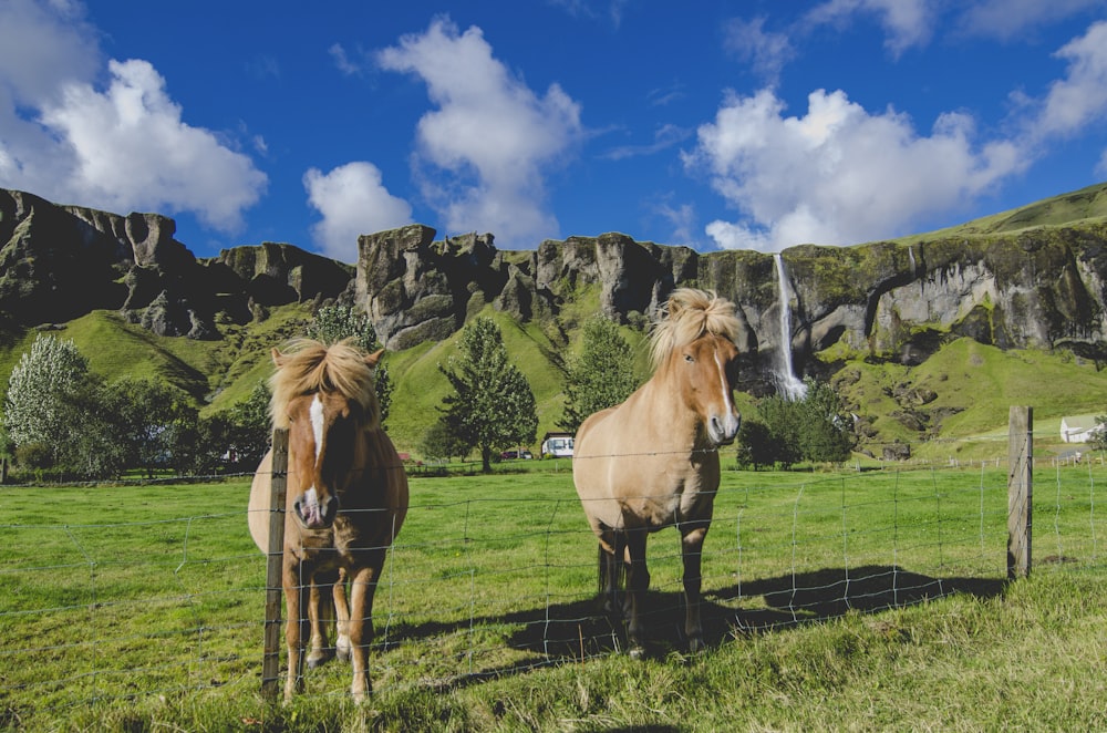 two brown horses standing near fence on grass field