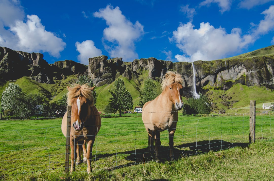 two brown horses standing near fence on grass field