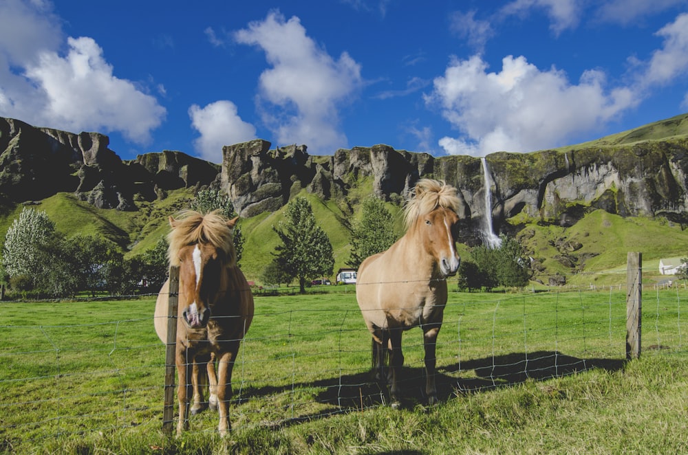 dois cavalos marrons em pé perto da cerca no campo de grama
