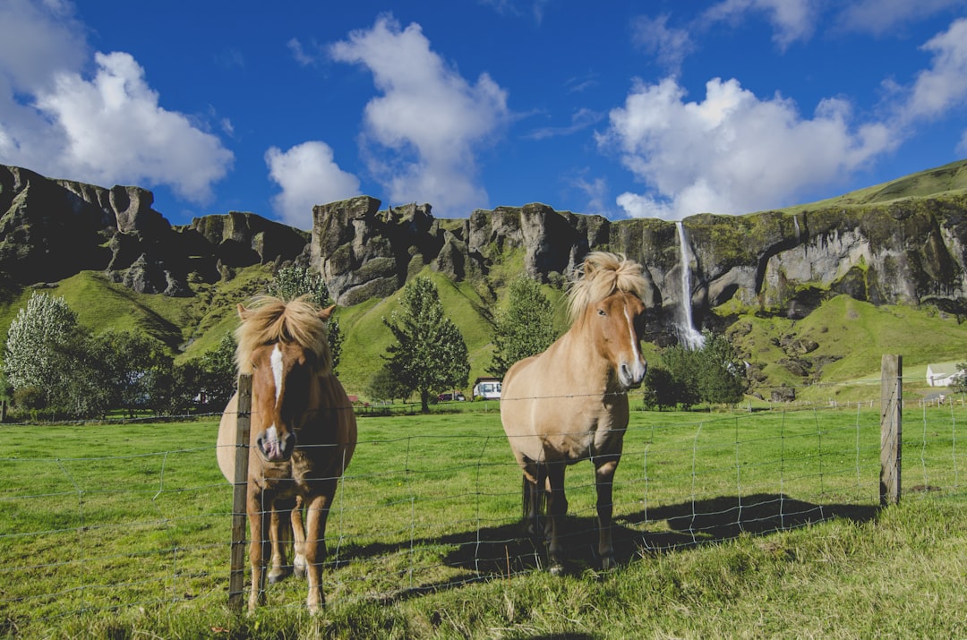 two brown horses standing near fence on grass field, Palomino horses by a waterfall