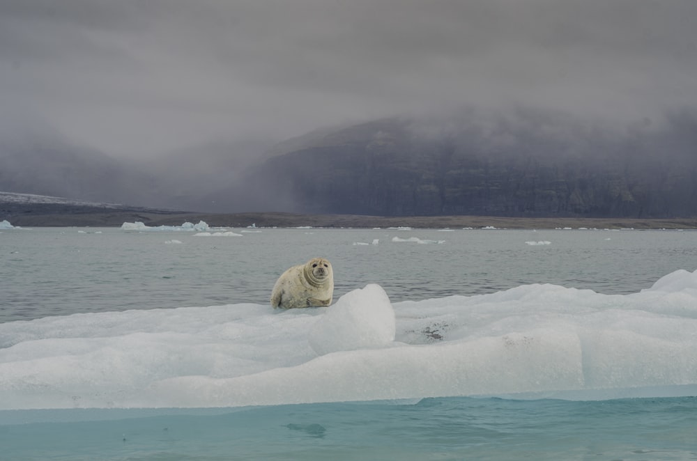 walrus on ice berg