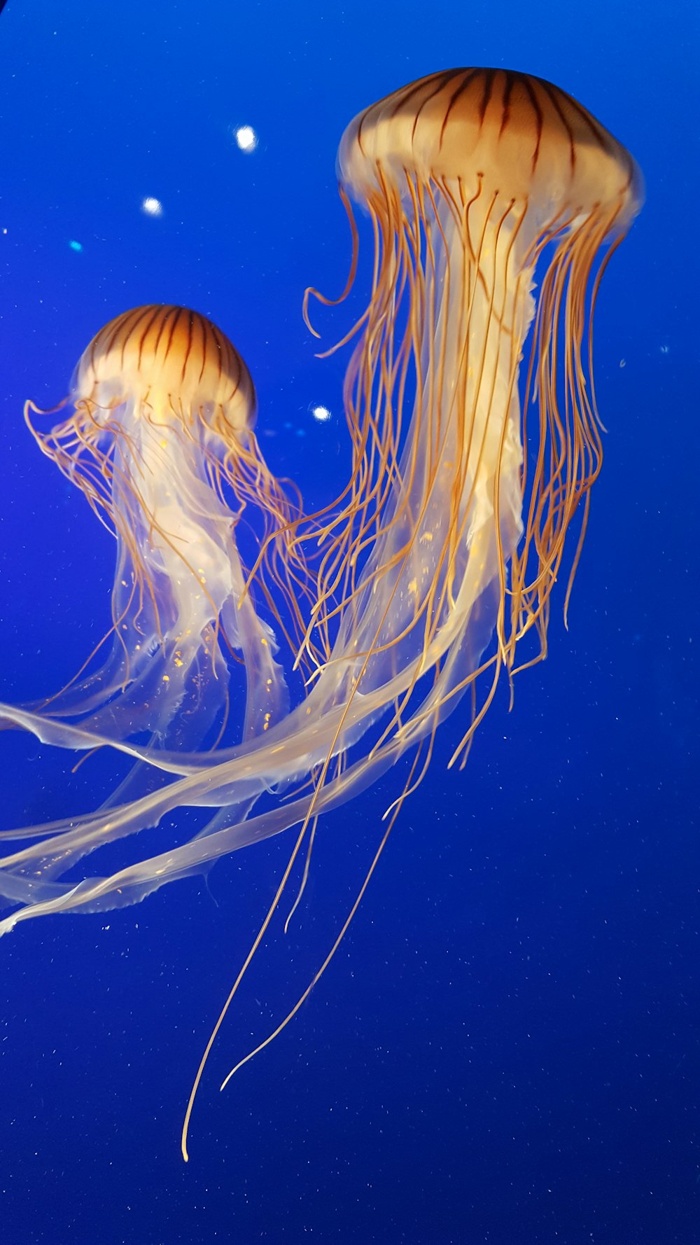 Fotografía de enfoque superficial de dos medusas marrones