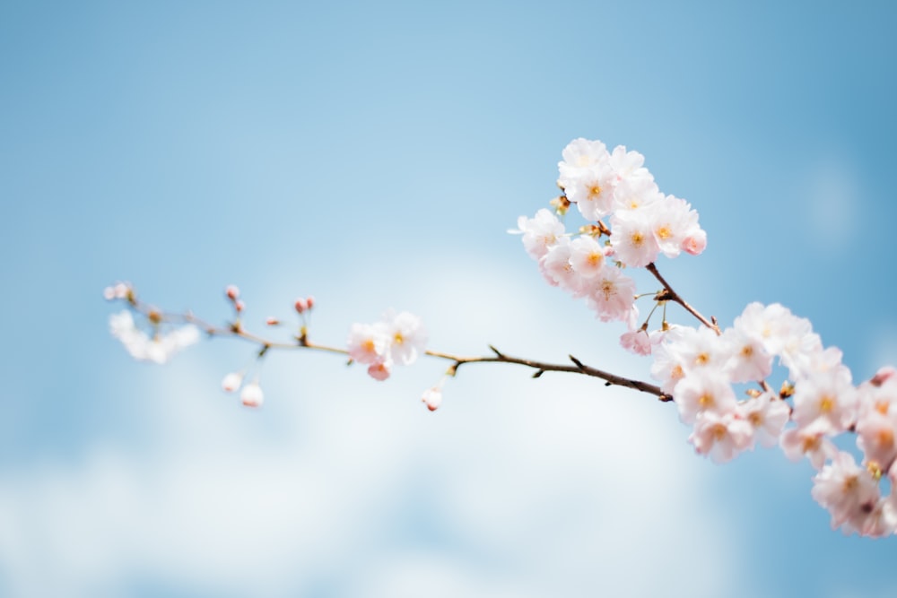 白い花の浅い焦点撮影