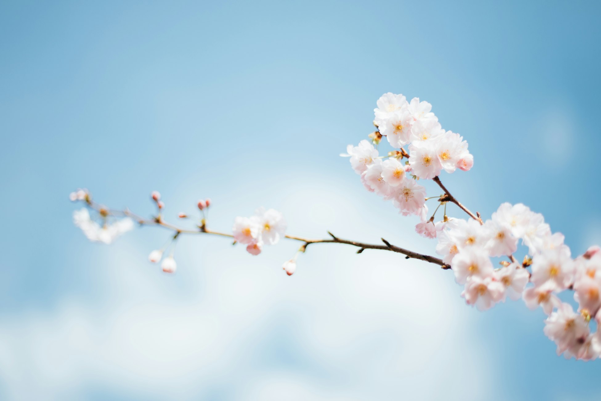  Anthony DELANOIX - Paris, France Spring flower blossoms on branch